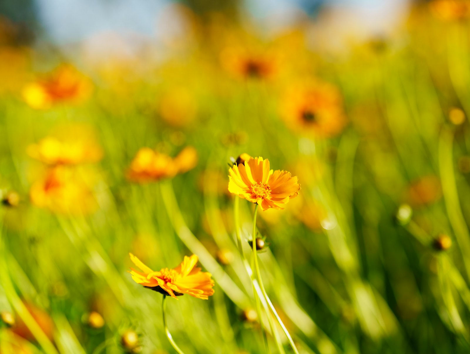 Gula ängsblommor i mjukt solljus.