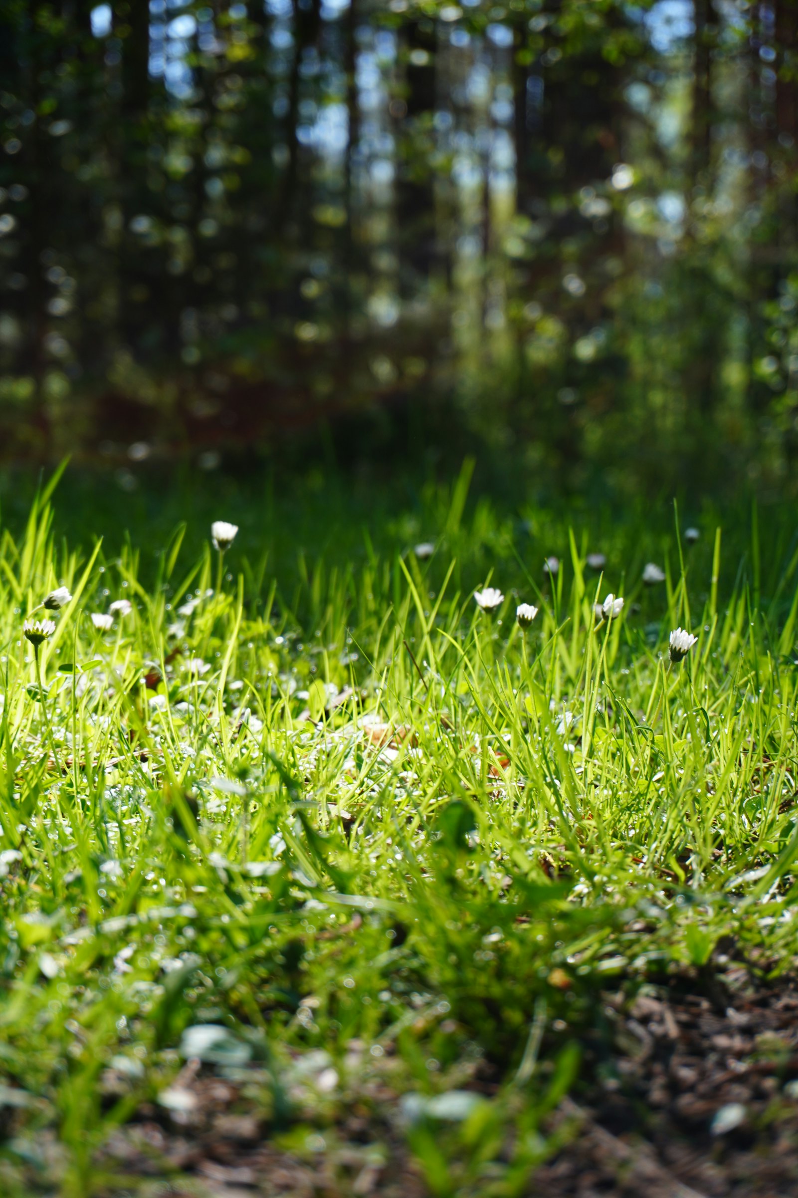 Små vita blommor i högt gräs i solljus, med skog i bakgrunden.
